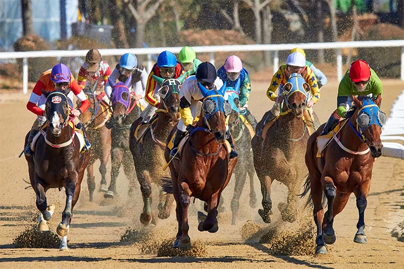 Horse race by mathew schwartz unsplash